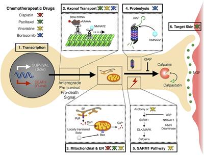 A Mechanistic Understanding of Axon Degeneration in Chemotherapy-Induced Peripheral Neuropathy